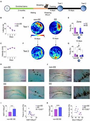 Maternal enrichment increases infantile spatial amnesia mediated by postnatal neurogenesis modulation